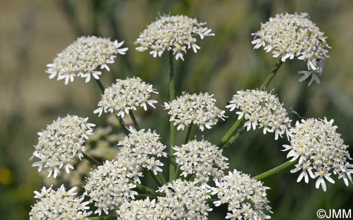 Heracleum sphondylium