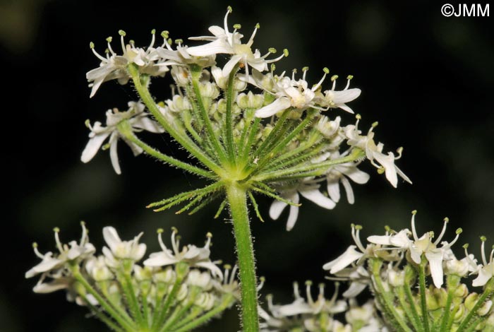 Heracleum sphondylium