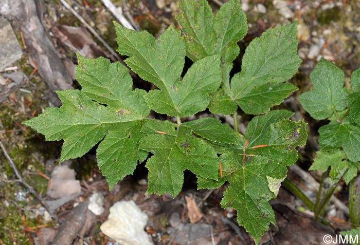 Heracleum sphondylium