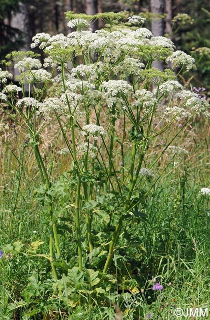 Heracleum sphondylium