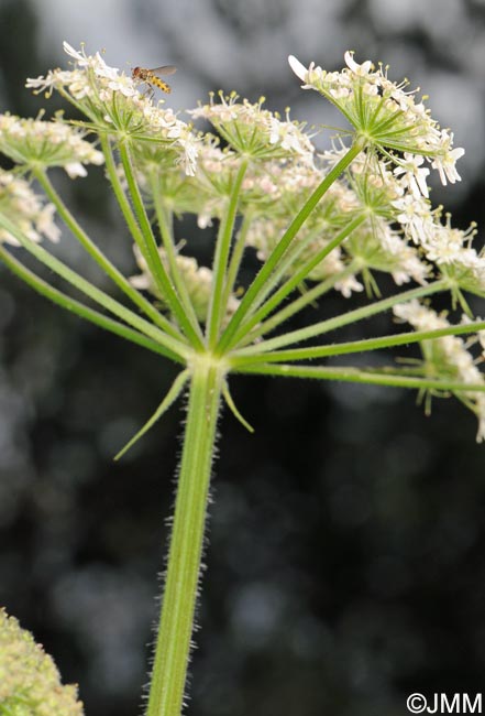 Heracleum sphondylium