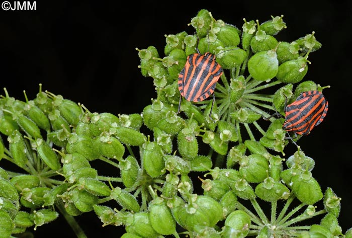 Heracleum sphondylium