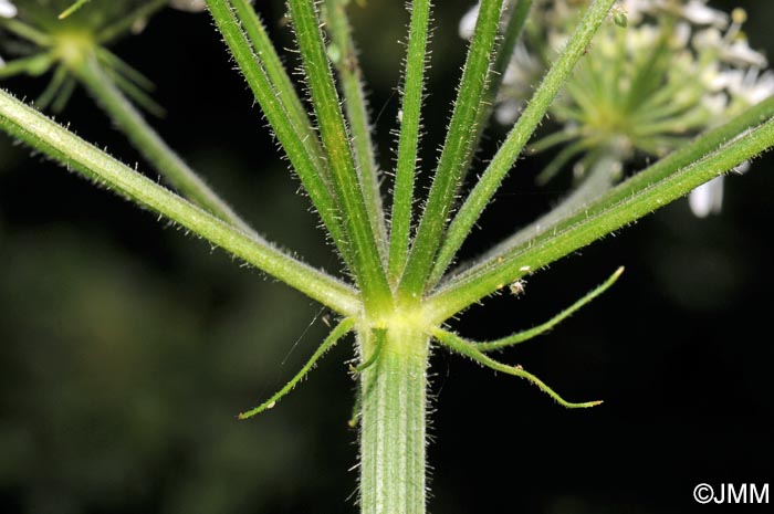 Heracleum sphondylium