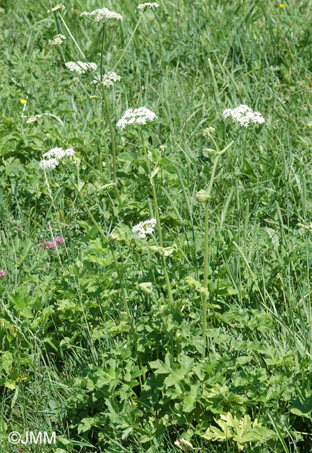 Heracleum sphondylium