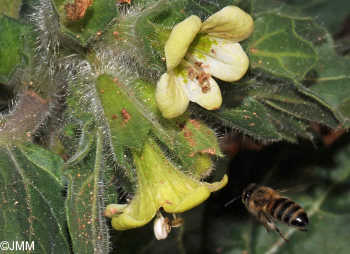 Hyoscyamus albus