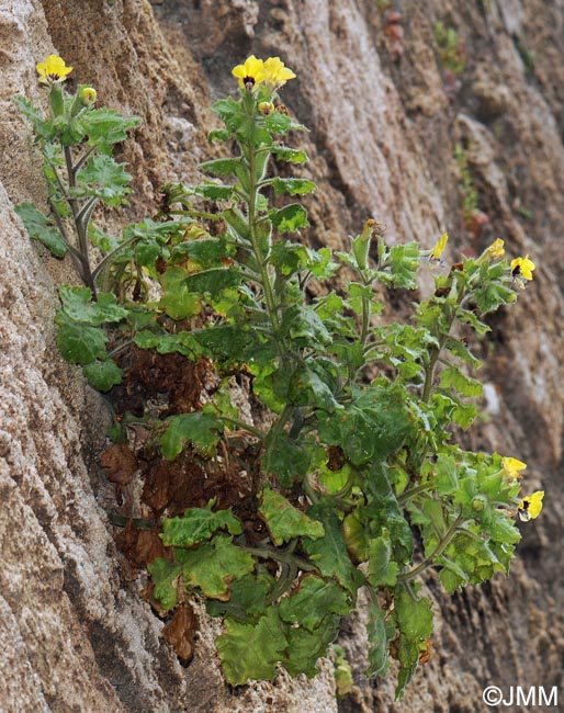 Hyoscyamus aureus