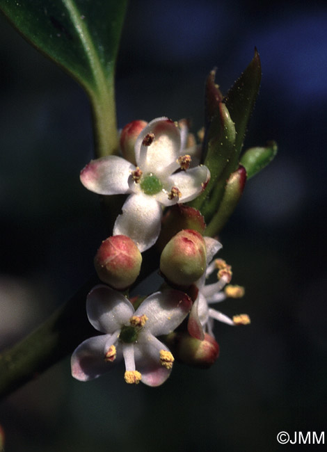 Ilex aquifolium