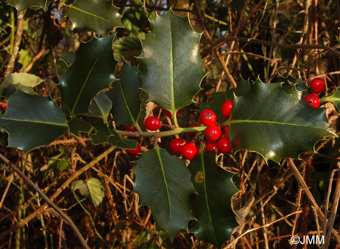 Ilex aquifolium