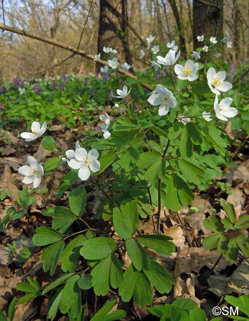 Isopyrum thalictroides