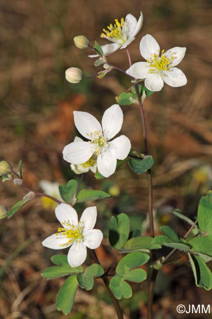 Isopyrum thalictroides