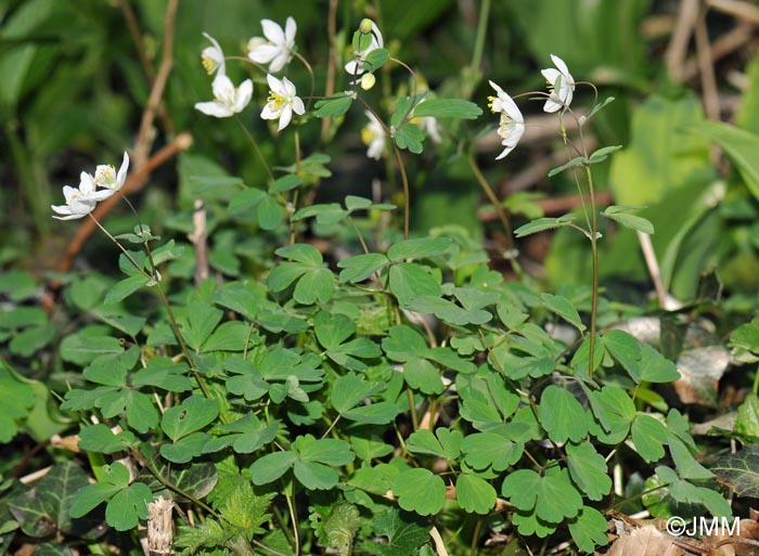 Isopyrum thalictroides