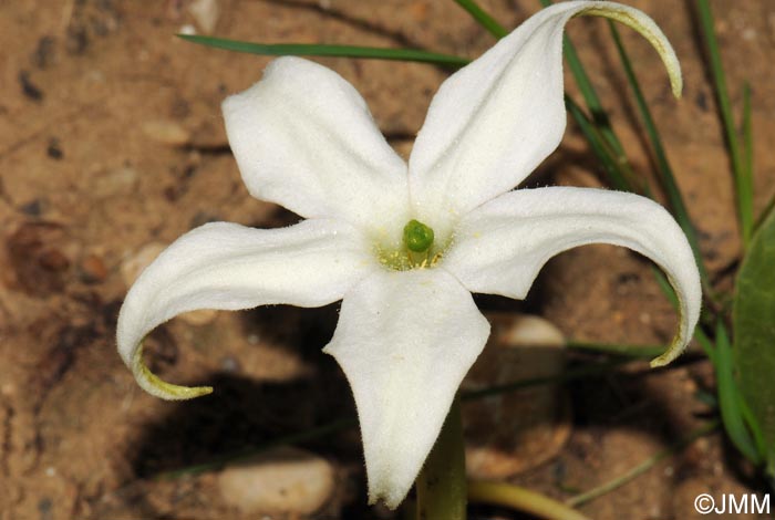 Jaborosa integrifolia