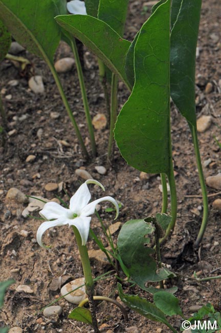 Jaborosa integrifolia