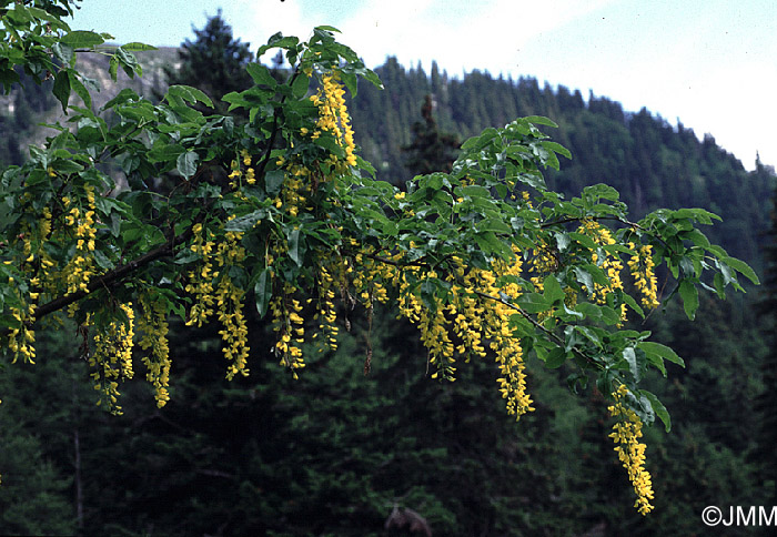 Laburnum alpinum