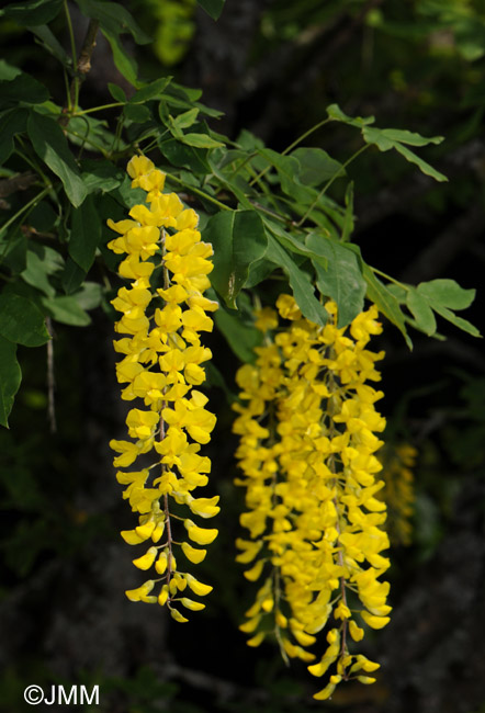 Laburnum anagyroides