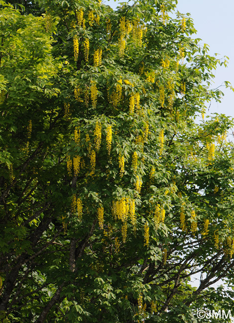 Laburnum anagyroides