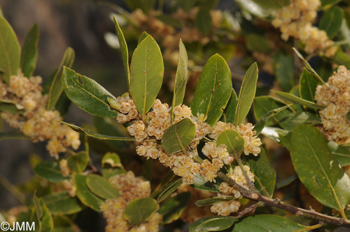 Laurus nobilis