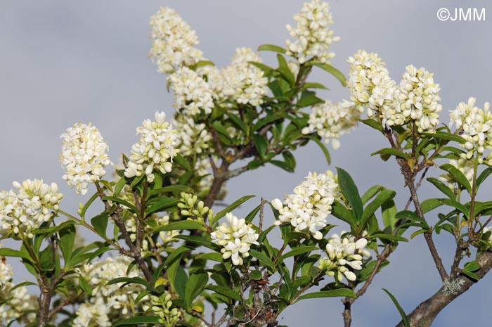Ligustrum vulgare