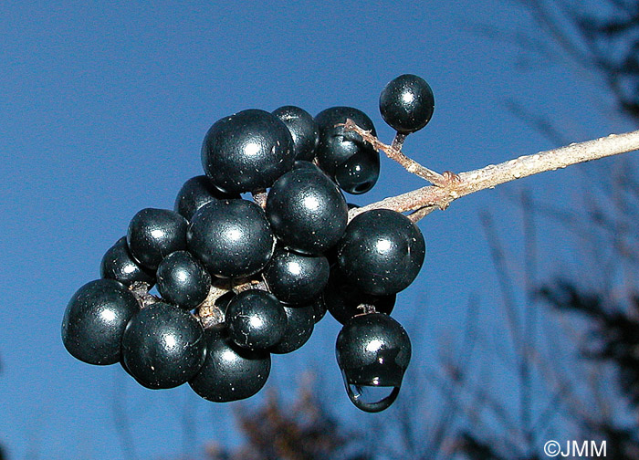 Ligustrum vulgare