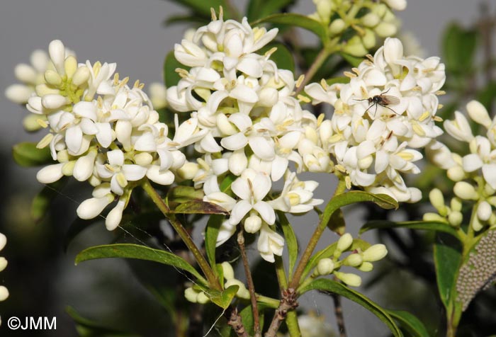 Ligustrum vulgare