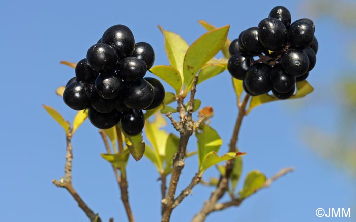 Ligustrum vulgare