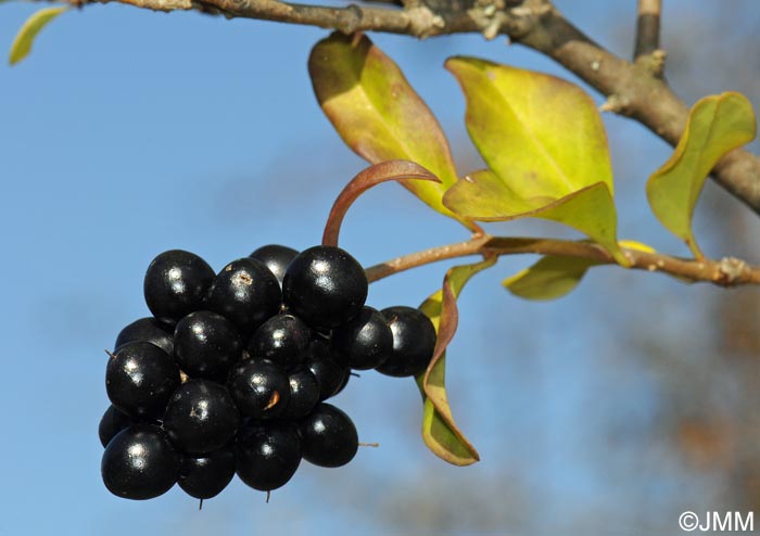 Ligustrum vulgare