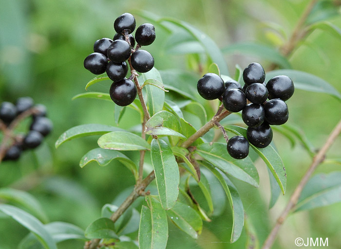 Ligustrum vulgare