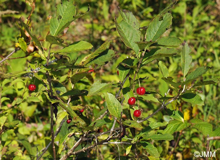 Lonicera alpigena