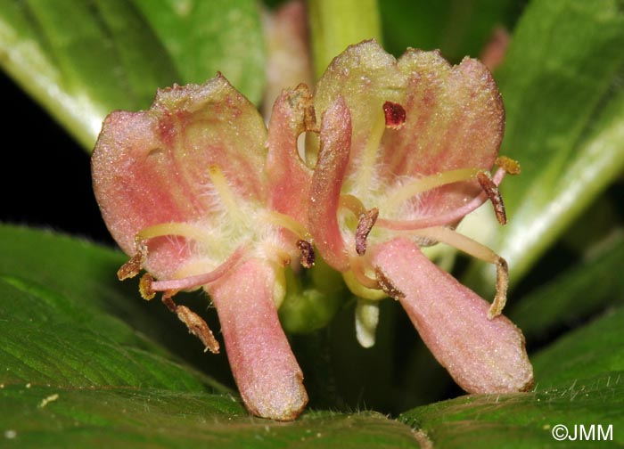 Lonicera alpigena