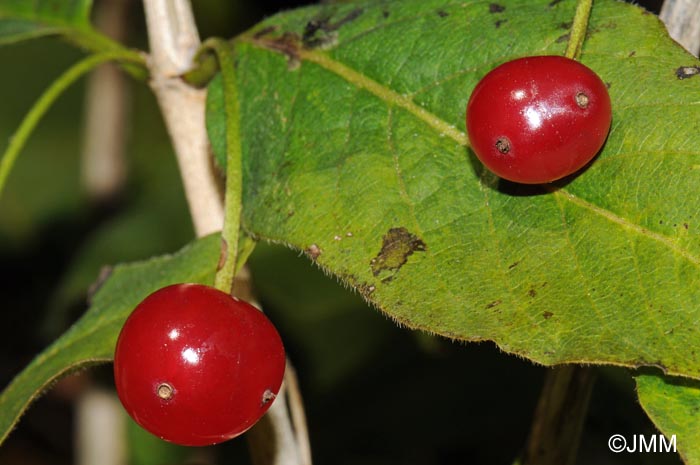 Lonicera alpigena