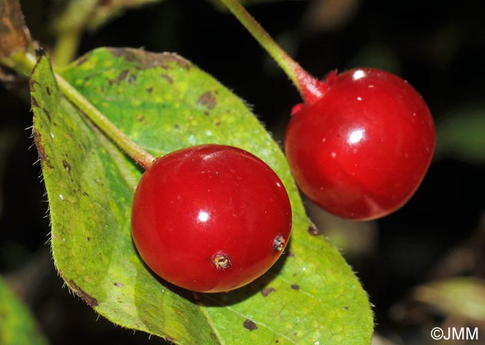 Lonicera alpigena