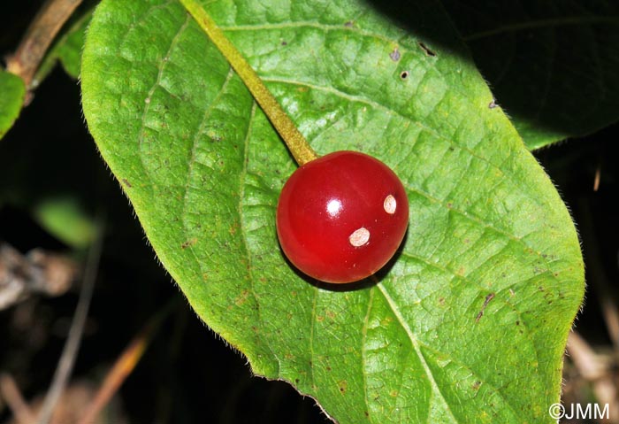 Lonicera alpigena