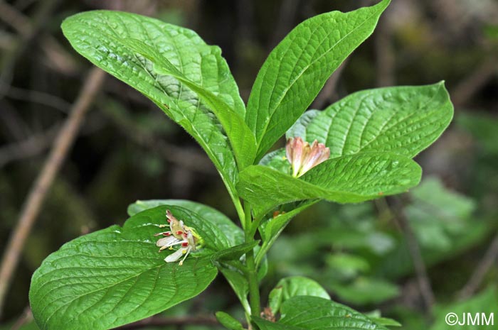 Lonicera alpigena