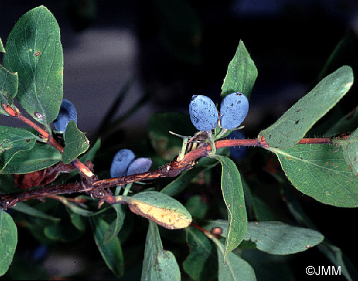 Lonicera caerulea