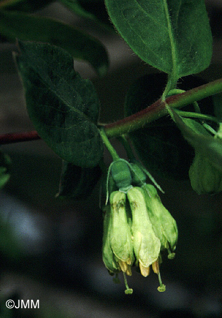 Lonicera caerulea