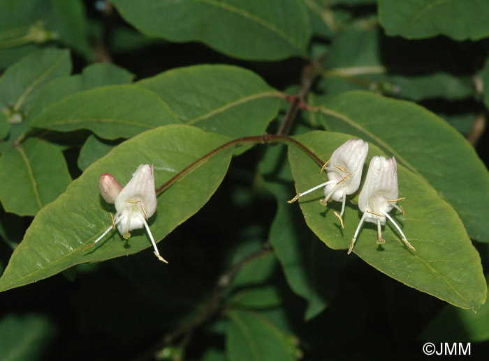 Lonicera nigra