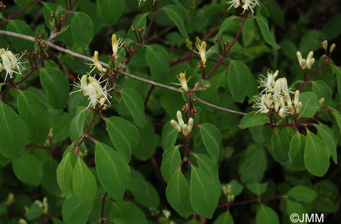 Lonicera nigra