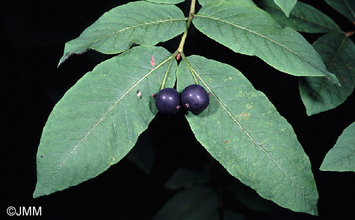 Lonicera nigra