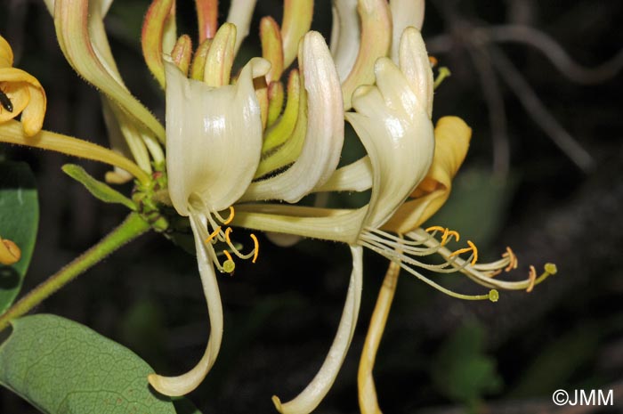 Lonicera periclymenum