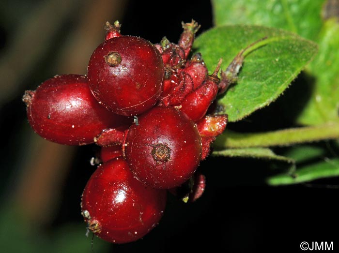 Lonicera periclymenum