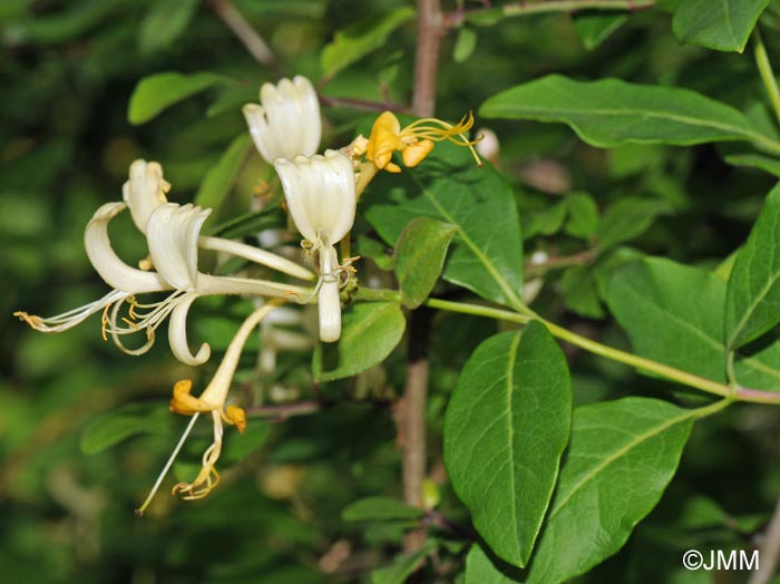 Lonicera periclymenum