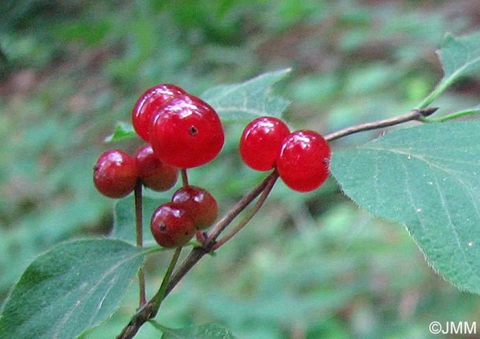 Lonicera xylosteum