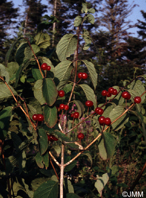 Lonicera xylosteum