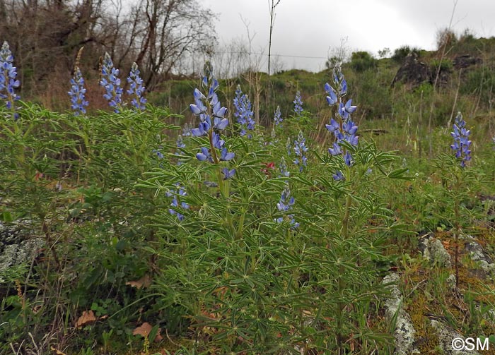 Lupinus angustifolius