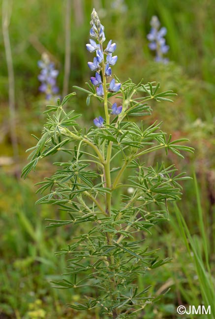 Lupinus angustifolius