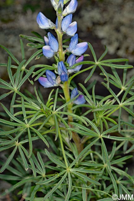 Lupinus angustifolius