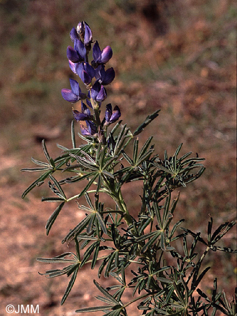 Lupinus angustifolius