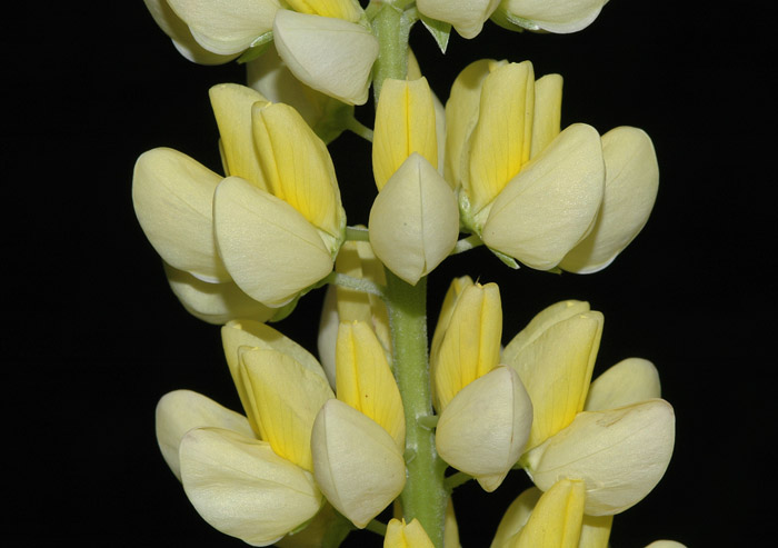 Lupinus polyphyllus 