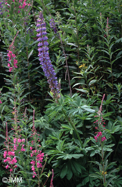 Lupinus polyphyllus 