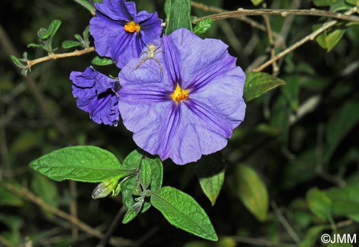 Lycianthes rantonnetii